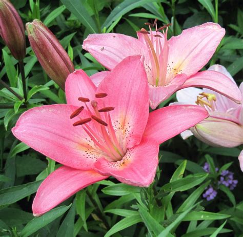 Franklin County (PA) Gardeners: Liliums--The True Lilies