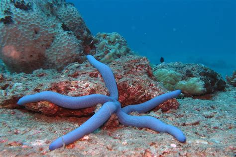 Starfish: The Stars Of The Sea | Nature inFocus