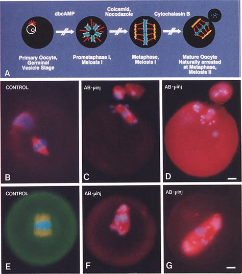 Microinjected anti-kinetochore/centromere antibodies impair congression ...