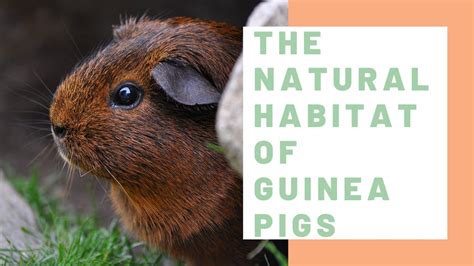 The Natural Habitat of Guinea Pigs - Guinea Pig Center - YouTube