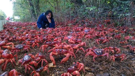 Christmas Island and The Amazing Red Crab Migration – CedAvril