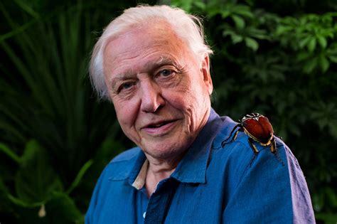 Crawl summer: Sir David Attenborough's new series on the mysterious kingdom of bugs, Micro ...