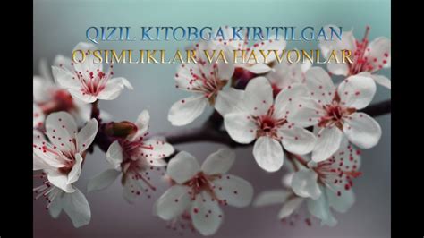 O'zbekiston Qizil Kitobiga Kiritilgan O'simliklar, Hayvonlar Ro'yhati. - YouTube