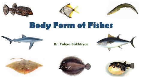 72 Body Form of Fishes//Fish Body Forms/Fish Body Shapes - YouTube