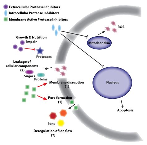 Genetically Encoded Detection Of Biosynthetic Protease, 42% OFF