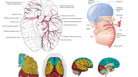 posterior cerebral artery supplies which part of the brain - apps-like-mediabox-hd