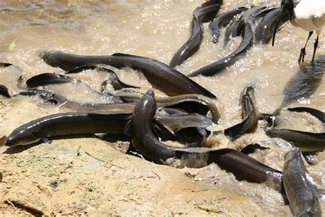 Tracking the great Victorian eel migration | CES