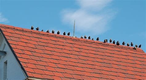 DIY Bird Pest Control, Common Methods That Control Most Birds