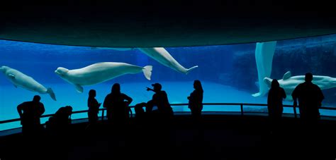 Georgia Aquarium Beluga Whale