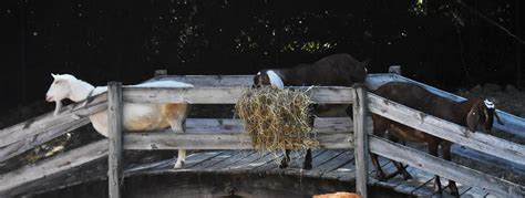 Goats at Philips Park Zoo 4 by HaleyGottardo on DeviantArt