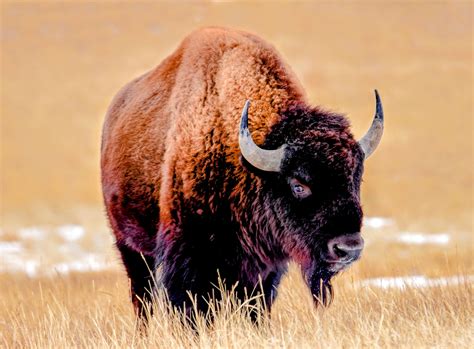 Plains bison are in danger from rising temperatures - Earth.com