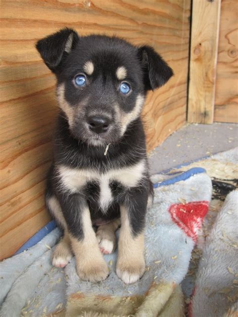 rottweiler husky mix puppies - Google Search | Rottweiler mix, Puppies ...