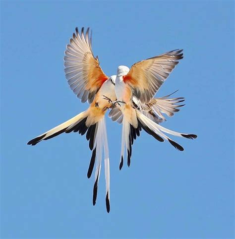 Scissor tail Flycatchers Dancing in air North Texas. Photo by Randall Patterson birdsiviewtexas ...