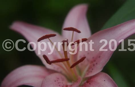 Shutterstock Watermark Adder - Shutterstock Illustration