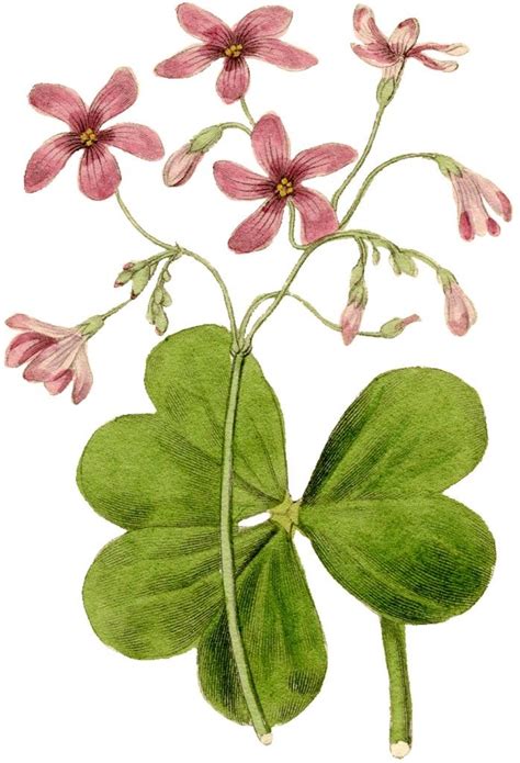 Vintage Flower Image - Pink Sorrel | Botanical flowers, Vintage flowers ...