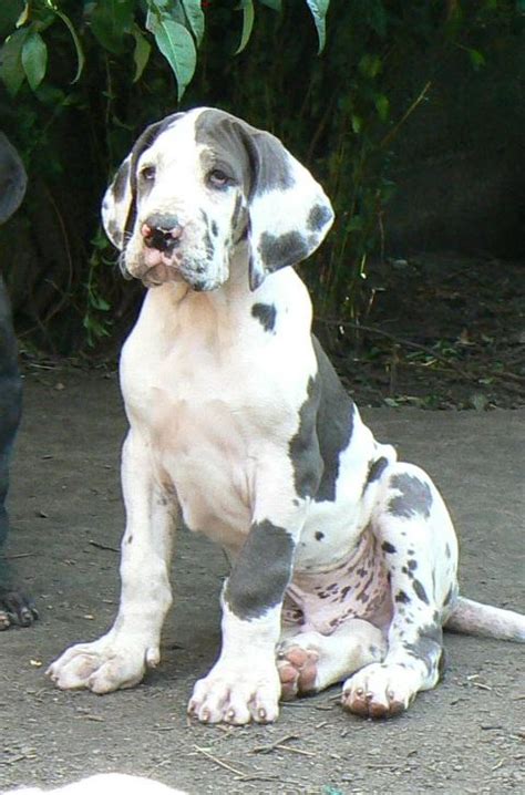 Great Dane dogs and puppies: Great Dane puppies