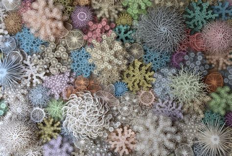 Paper Art Details Similarities Between Human Microbiome and Coral Reef