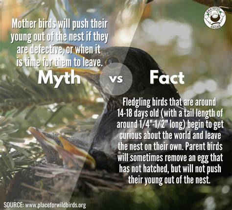 Myth vs Fact – Grateful Gnome