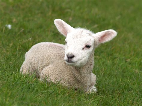 Lamb in spring Free Stock Photo | FreeImages