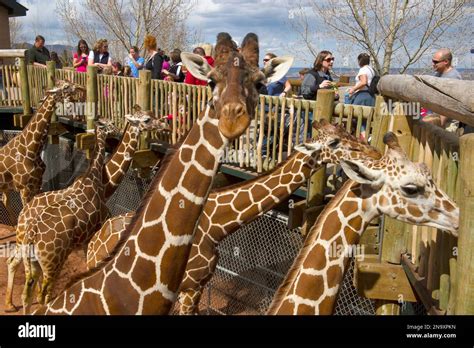 Cheyenne Mountain Zoo is home to North America's largest captive herd ...