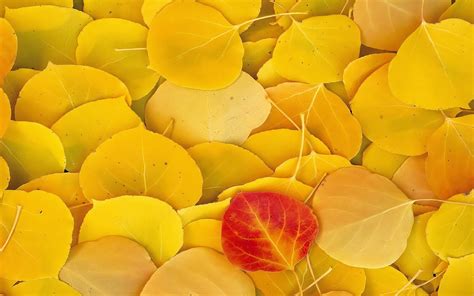 Beautiful Wallpapers for Desktop: Red Autumn Leaves Wallpapers hd