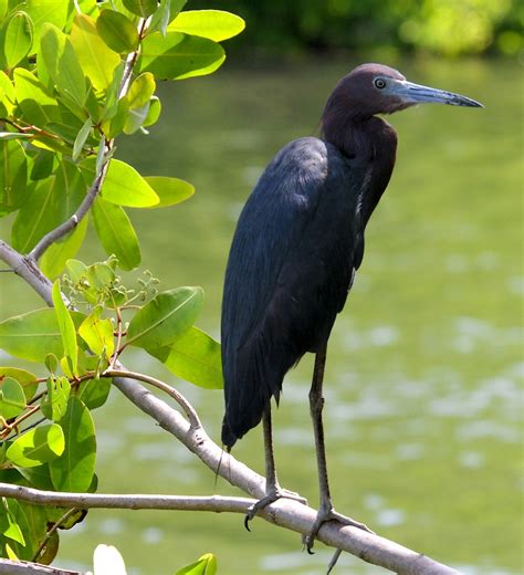 40 best images about The Caribbean Bird Trail - Mangroves on Pinterest ...