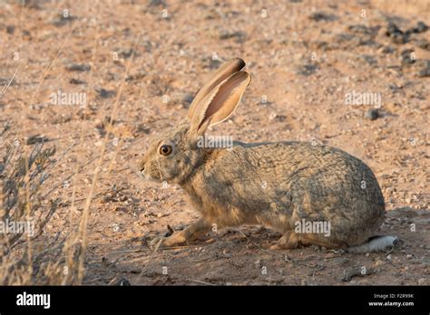 Desert hare hi-res stock photography and images - Alamy