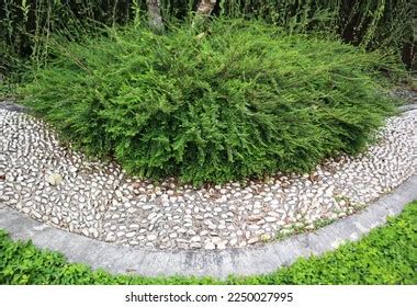 Phyllanthus Myrtifolius Garden Stock Photo 2250027995 | Shutterstock