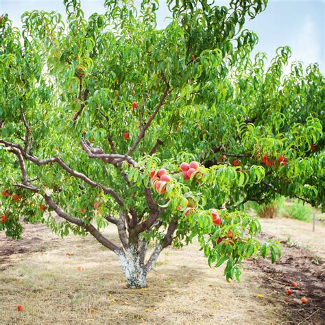 La Feliciana Peach Tree – Green Thumbs Garden