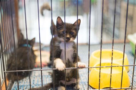 Dallas Bans the Sale of Dogs and Cats in Pet Stores