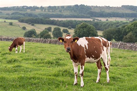 Royalty Free Ayrshire Cattle Pictures, Images and Stock Photos - iStock