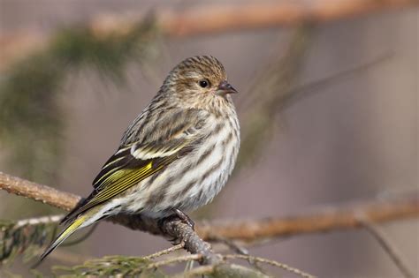 Pine Siskin photos and wallpapers. Collection of the Pine Siskin pictures