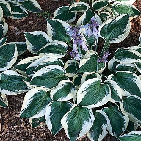 #1 Patriot White Variegated Hosta Plant-61 - The Home Depot