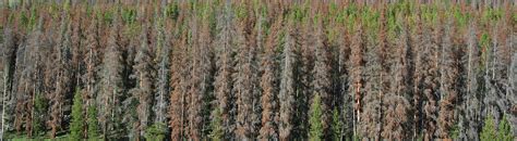 Mountain Pine Beetle | Colorado State Forest Service | Colorado State ...