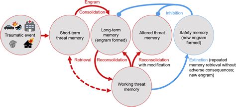 Deconstructing the Gestalt: Mechanisms of Fear, Threat, and Trauma Memory Encoding | Sustainable ...