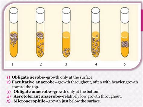 PPT - Bacteria oxygen requirements & Anaerobic Bacteria PowerPoint Presentation - ID:2368603