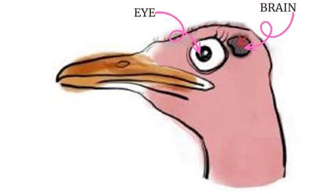 Which Bird Has a Brain Smaller Than Either of Its Eyeballs?