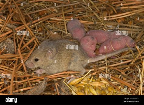 House mouse (Mus musculus), house mice, mice, mouse, rodents, mammals, animals, House Mouse ...