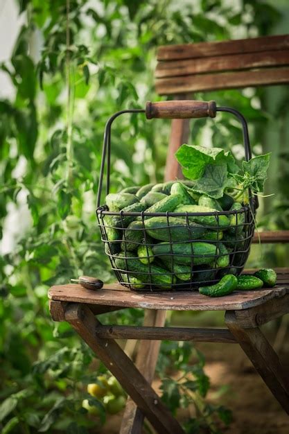 Premium Photo | Healthy and green cucumbers at a greenhouse