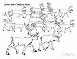 Caribou Coloring Pages sketch template