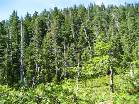 Fail:Alaska rainforest.jpg - Vikipeedia, vaba entsüklopeedia