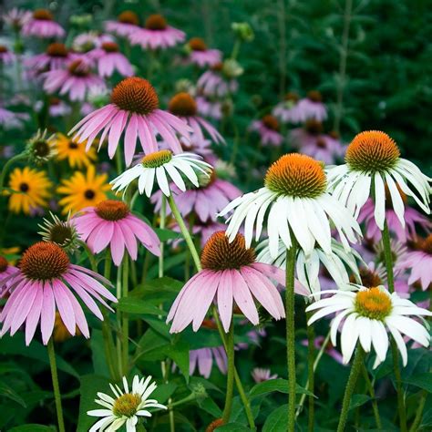 Coneflower mixed seeds – Echinacea - 200 seeds – Garden Seeds Market ...