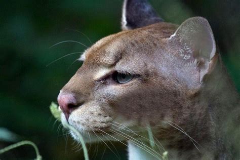 The African Golden Cat — Destination Uganda Travelers