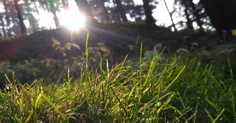 Free stock photo of grass, sun