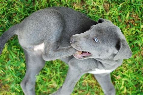 Beautiful Blue Lacy puppy! (one of my favorite breeds) | dog faces and some butts~~CLOSED see ...