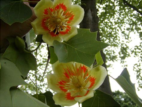 Tulip Poplar Tree in bloom | Tulip poplar tree, Tulip poplar trees ...