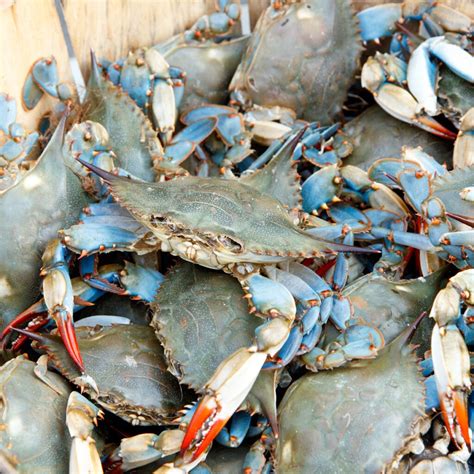 Everything You Need to Know to go Crabbing at the New Jersey Shore!