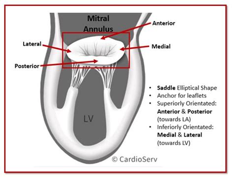 Mitral Valve Anatomy: Name 5 Components! Cardioserv