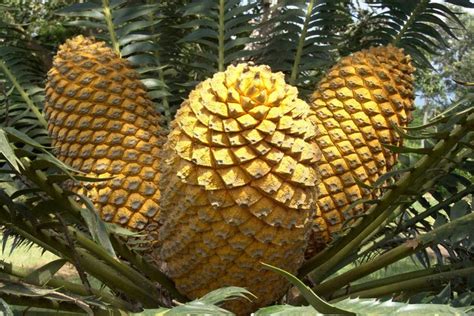 Gymnosperms: Definition, Examples, and Reproduction