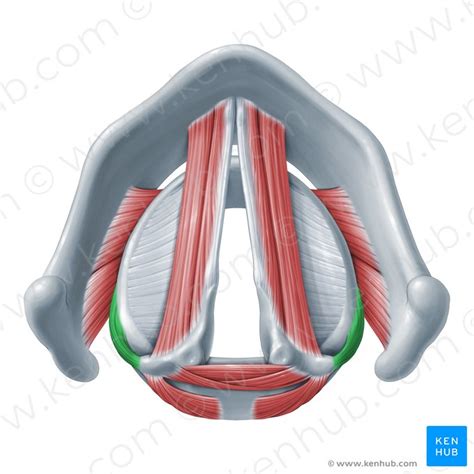 Lateral cricoarytenoid: Origin, insertion, action | Kenhub